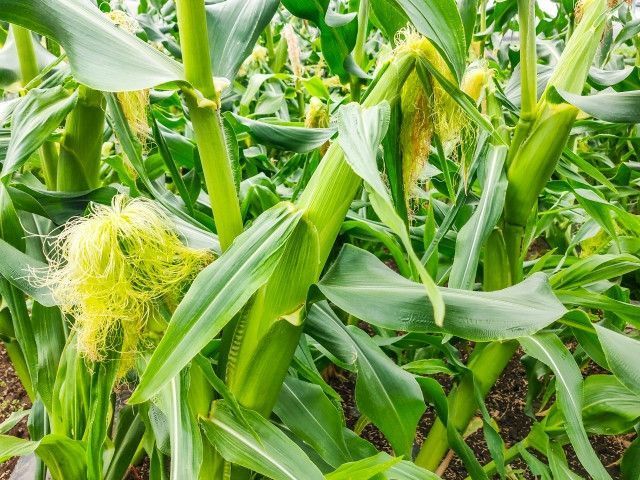 とうもろこしの皮を剥かなくても、裂果を知る方法はありますか？