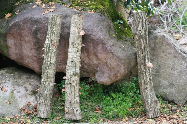 原木しいたけ栽培で必要な原木の長さはどれくらい?
