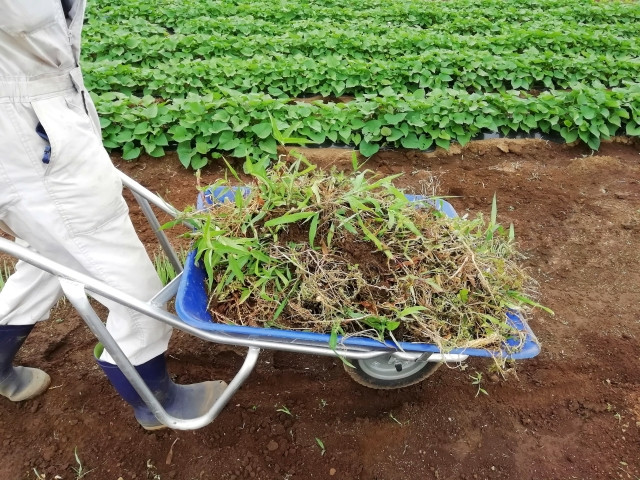 サツマイモ栽培で発生する雑草について知りたい