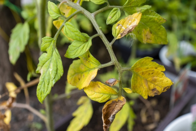 トマトが萎凋病に！原因と対策が知りたいです