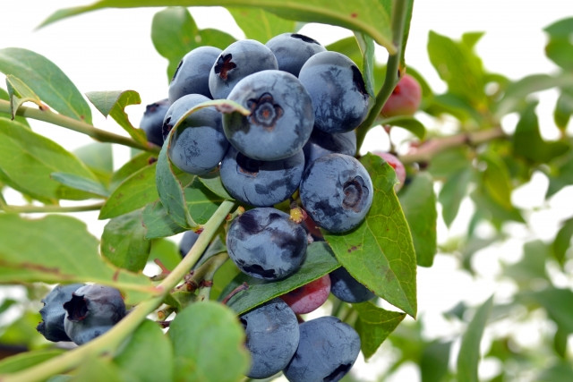 ブルーベリー大苗木　２本セット ブルーベリー大苗木2本セット ブルーベリー(ラビットアイ系