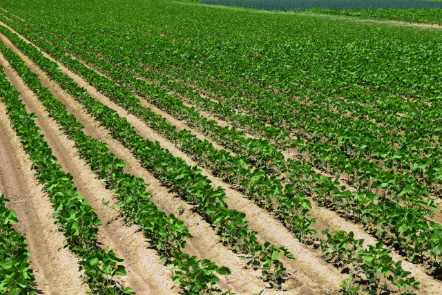 大豆栽培で青立ちが起こる原因を教えてください。収量が減って困っています
