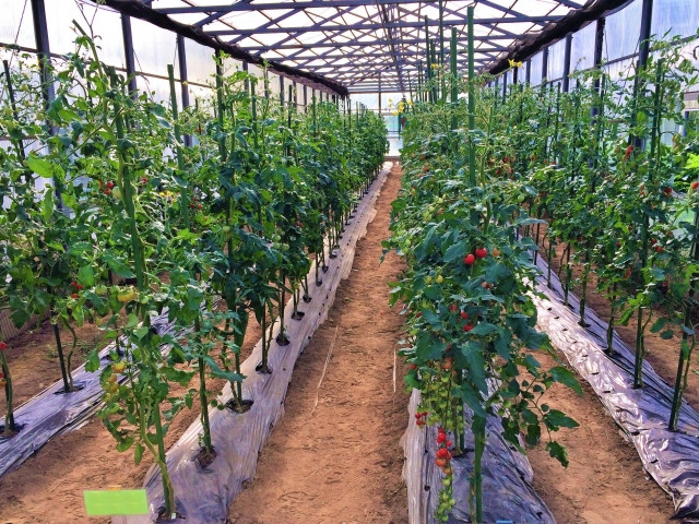 アイコの苗の植え付けは株間何センチにするべき?