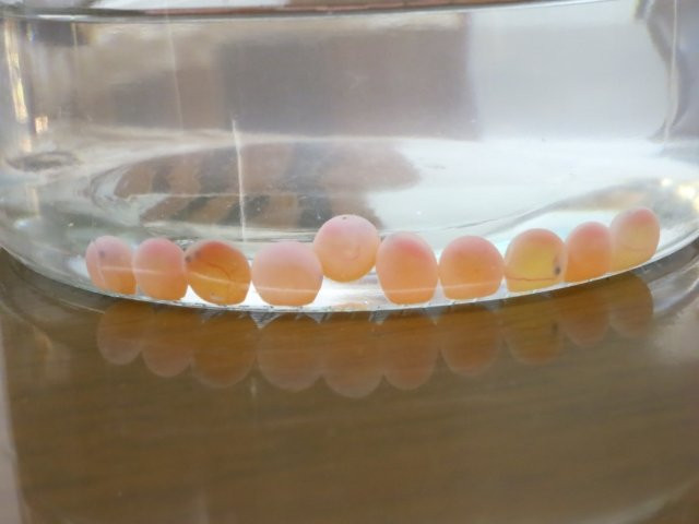 サケの卵