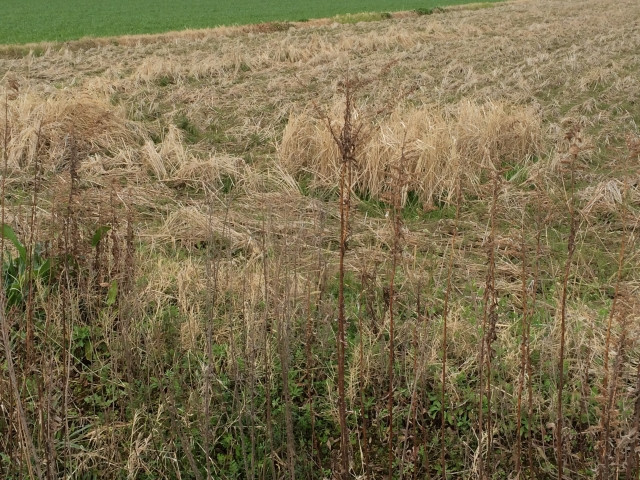 米作りでの日照不足の対策方法を教えてください
