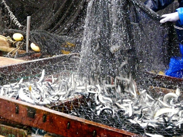 定置網漁で獲れる魚種を教えてください