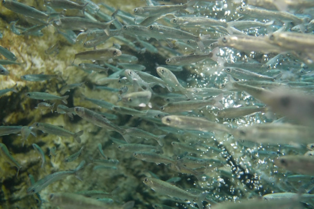 栽培漁業に利点はありますか？メリットを教えてください