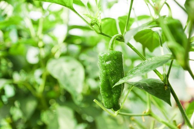 借りた土地で栽培しているピーマンの収量を増やすためには、どう土壌改良すればいい？