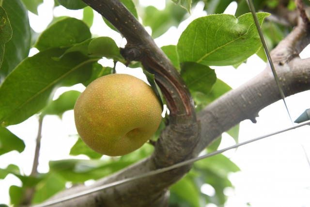 梨の栽培で環状剥離を行おうかと検討中。主幹か成り枝かどちらが効果的ですか？