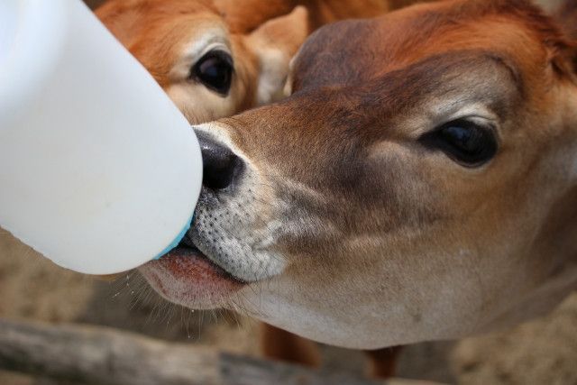 子牛に強化哺育用ミルクを与えると下痢をして飲まなくなる。