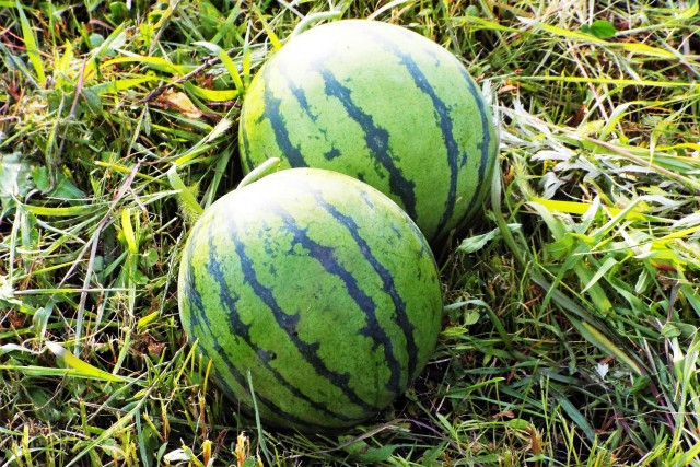 スイカ農園のロゴを作りたい！デザイナーに依頼するために準備すべきことを教えて