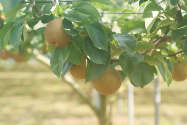 梨の黒星病を防ぐ土壌改良方法を教えてください