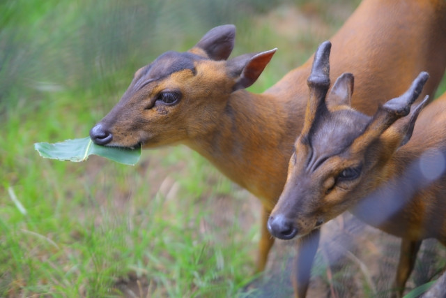 キョンの被害を防ぐには？対策方法を教えてください