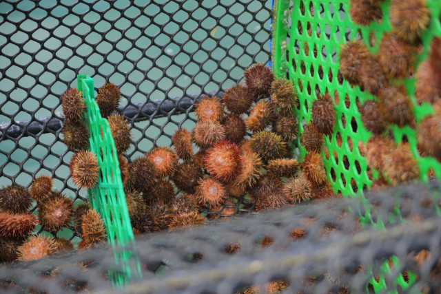 ウニの「磯焼け」を防ぎ、豊かな藻場を取り戻す対策は？