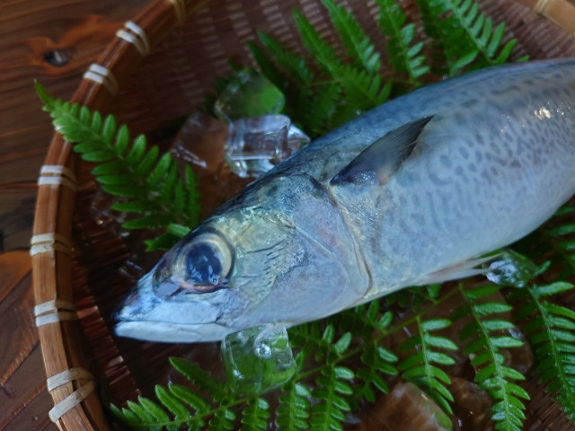 養殖しているサバがアニサキスに寄生される可能性はありますか？