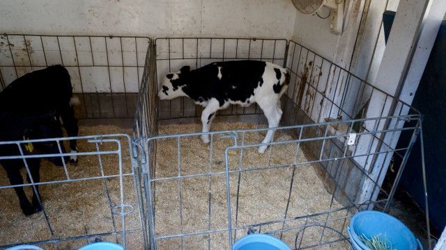 牧場長の指導不足で突然死する子牛が多い。従業員をどう教育すべき?