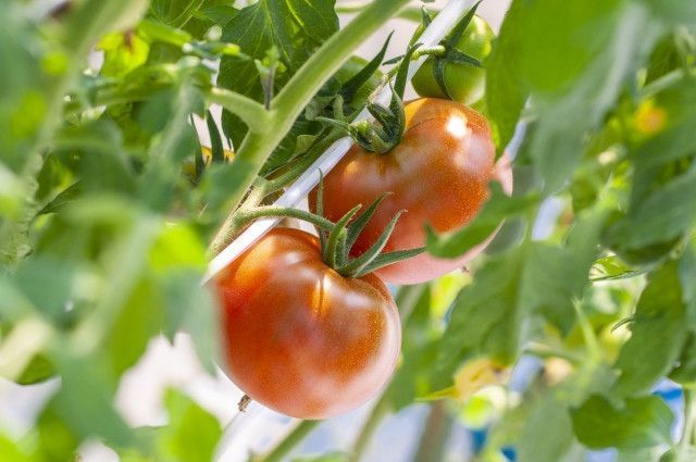 堆肥よりも少量撒くだけでいい、天然素材の土壌改良剤はありますか?