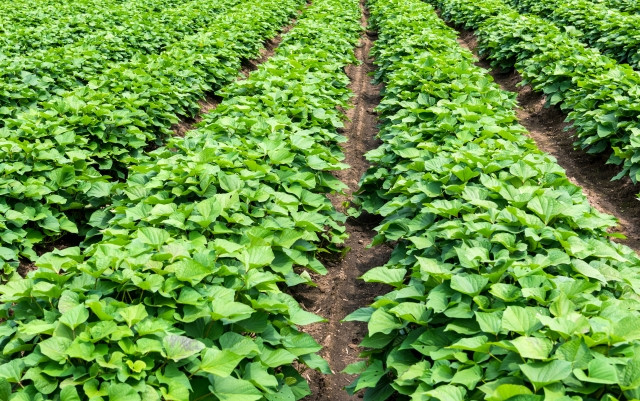 サツマイモの密植栽培の方法とメリット、デメリットを教えて欲しい