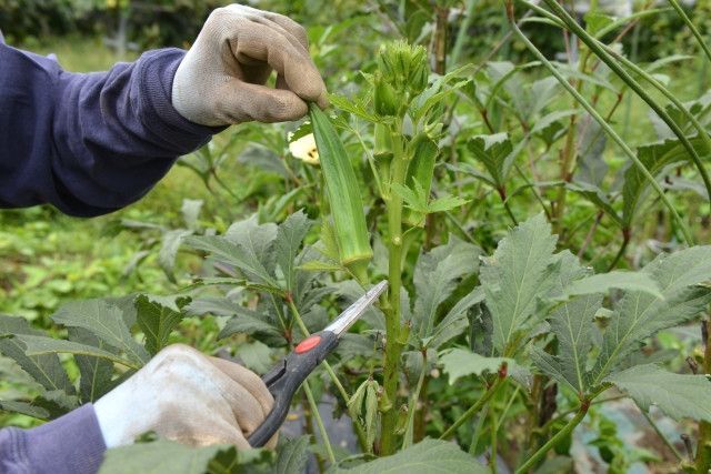 オクラ栽培での収穫作業を早く終える方法はないでしょうか?