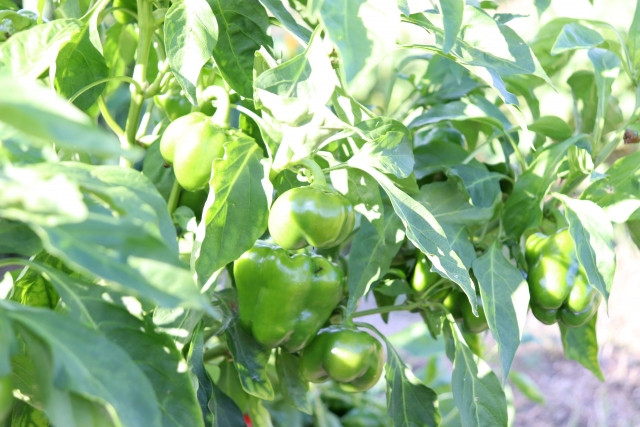 ピーマンにはどのくらい日当たりが必要？日焼け対策のやり方は？