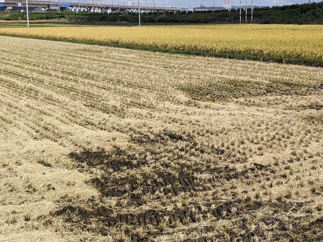 自分で作った「もみ酢」の成分や能力を知る方法はありますか？