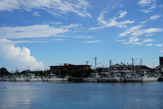 焼津湾の定置網漁ではどんな魚が漁獲され、どんな特徴がありますか?