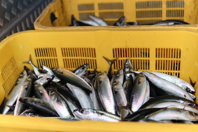 傷みやすい青魚をインターネットで販売する方法を教えて