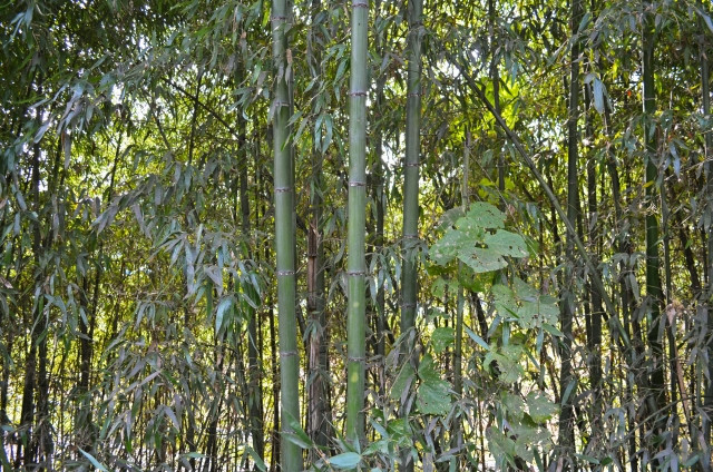 放置竹林を有効活用したい。成功している具体例を教えてほしい