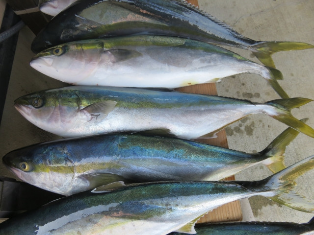 ブリの成長速度はどのくらい？成長すると養殖方法は変わるの？