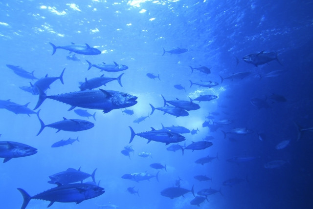 マグロ養殖でエサに配合飼料を与えることは可能ですか?