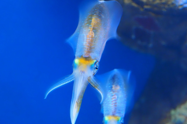 定置網ではどんなイカが漁獲できる？