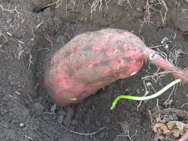 サツマイモの紅あずまの収穫時期が知りたい！貯蔵期間は？