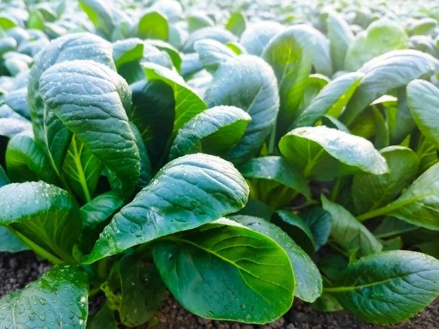 小松菜を連作障害を出さずに栽培したい。どう土づくりをすればいいですか？