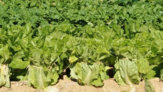 ほうれん草や小松菜も危険？ハクサイダニの生態と防除方法を教えて欲しい