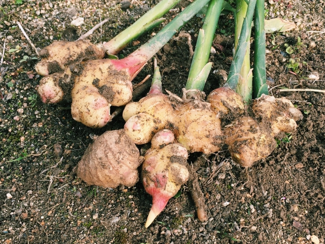 ショウガが青枯病になるとどのような症状が出るのか？また、対策方法について知りたい