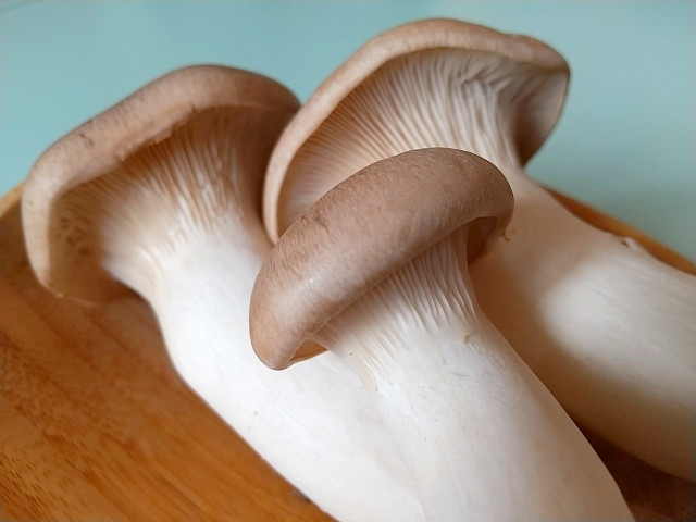 エリンギは原木栽培が可能ですか?