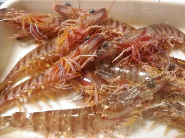 クルマエビの栽培漁業で放流する稚エビの育成方法や放流地域が知りたい