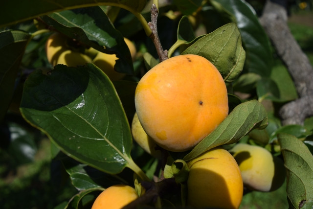 露地栽培している柿がカメムシの被害に。予防や対策のアドバイスが欲しいです