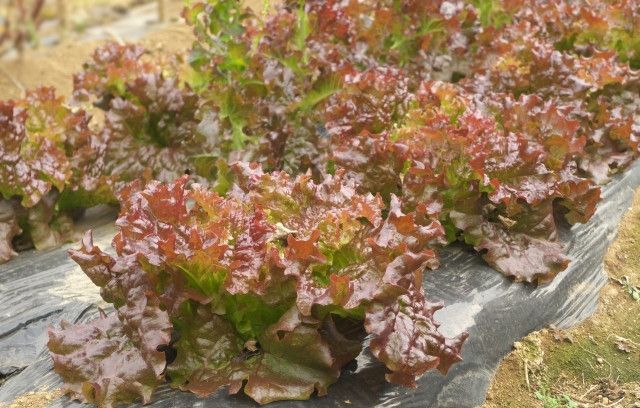 水耕栽培しているリーフレタス（サニーレタス）のチップバーンをなくしたい！