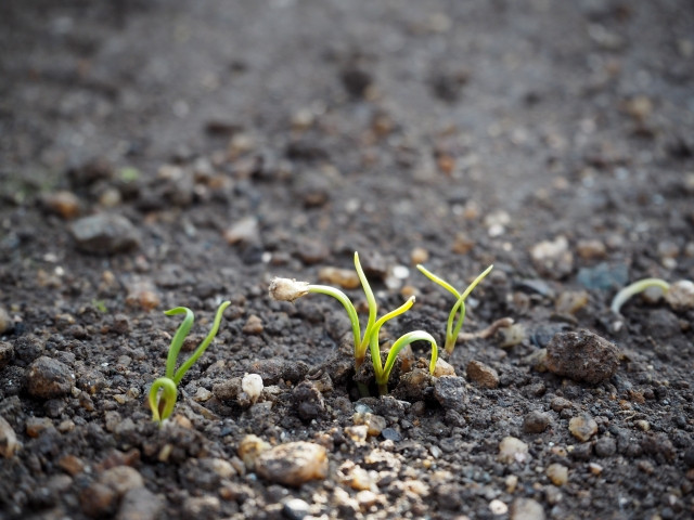 ほうれん草栽培の播種する時期はいつ頃？方法やコツも教えてほしい