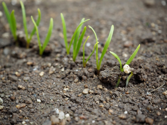 ほうれん草を栽培している畑だけ芽が出ない！考えられる原因を