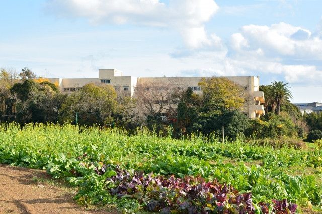 農業アカデミーに入りたいが、働きながら通うのと、休業して学ぶのではどちらがいい？