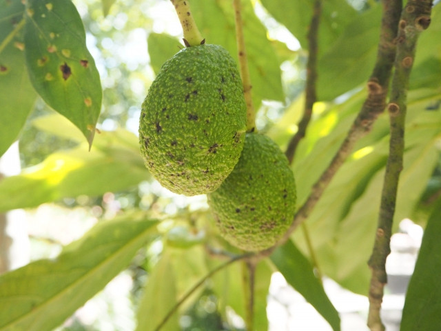 寒冷地の北海道でアボカドの栽培に挑戦したい!栽培方法や品種を教えて