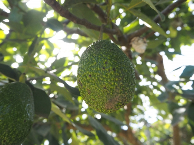 アボカドの栽培にかかる期間はどれくらい？