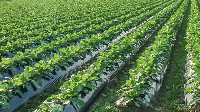 ほうれん草の秋まき栽培では、収量を上げるために寒暖差によって株間を変えるべき？