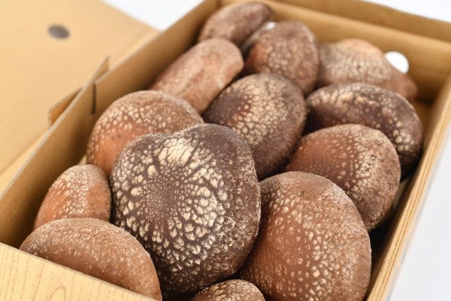 しいたけの菌床が高くなってきている。耐熱袋や菌床の仕入れ値を抑える方法は？