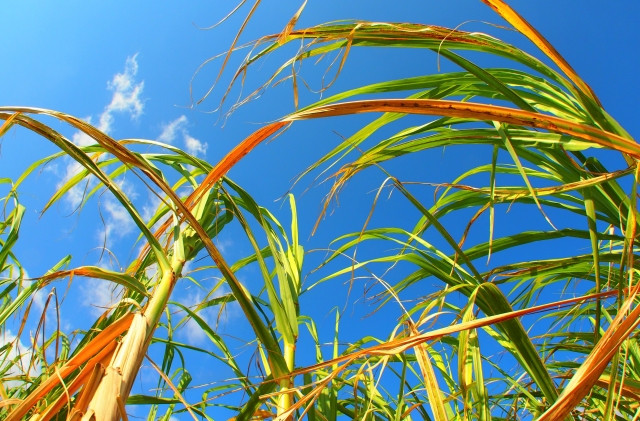 サトウキビの葉の特徴や病害対策のチェックポイントは?
