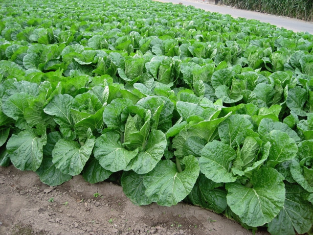白菜栽培の連作と注意点について教えてほしい！