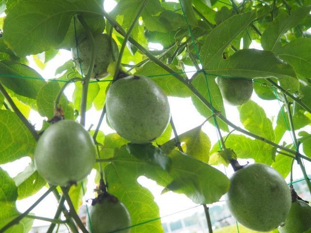収穫前に落ちるパッションフルーツを落とさない方法はありますか？