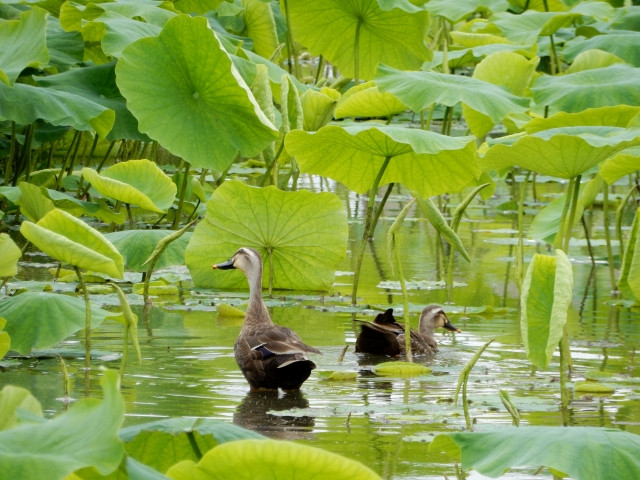 レンコンがカモに食べられる被害が増加しています。対策を教えて!